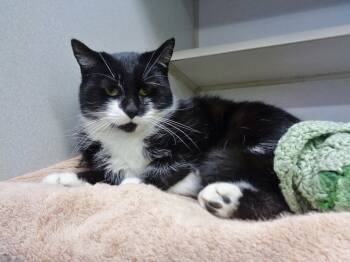 Domestic Short Hair Cats Available for Adoption - VERONICA | PetCurious