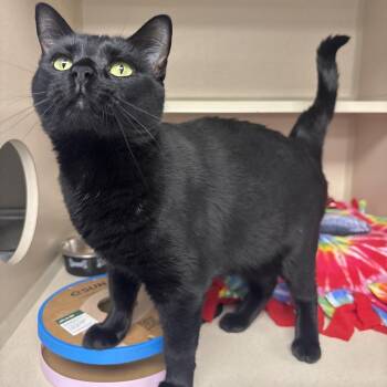 Salem -  Domestic Short Hair Cat for Adoption in Marshalltown, Iowa - Salem | PetCurious