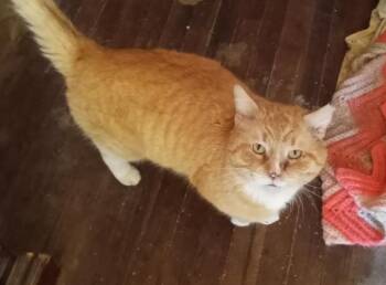 Sir Purrcival - COME VISIT ME AT COOKEVILLE, TN PETSMART ADOPTIO -  Domestic Short Hair and Tabby Cat for Adoption in Cookeville, Tennessee - Sir Purrcival - COME VISIT ME AT COOKEVILLE, TN PETSMART ADOPTIO | PetCurious