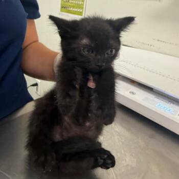 Pete -  Domestic Medium Hair Cat for Adoption in Charleston, West Virginia - Pete | PetCurious