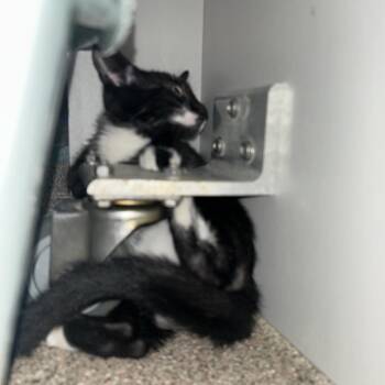 Poe -  Domestic Short Hair Cat for Adoption in Sarasota, Florida - Poe | PetCurious