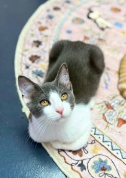 Abbot -  Domestic Short Hair Cat for Adoption in Covington, Louisiana - Abbot | PetCurious