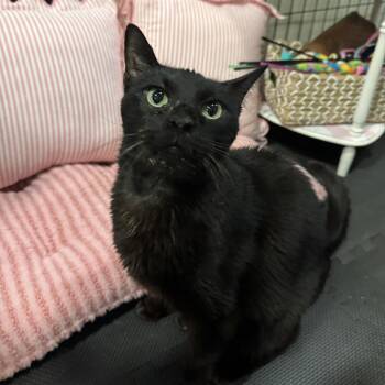 Nyx -  Domestic Short Hair Cat for Adoption in Columbus, Ohio - Nyx | PetCurious