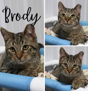 Domestic Short Hair Cats Available for Adoption in Pierceton, Indiana - Brody- BONDED W/BILLY | PetCurious