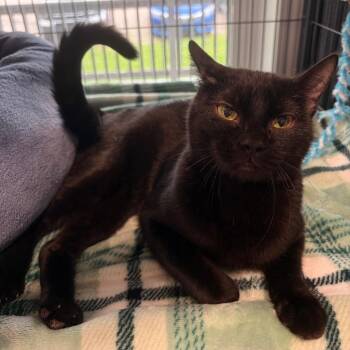 Domestic Short Hair Cats Available for Adoption in Muncie, Indiana - Black Jack | PetCurious
