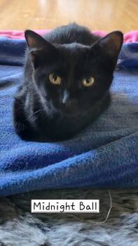 Rescue Domestic Short Hair Cats for Adoption in Ogden, Utah - Midnight Ball | PetCurious
