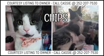Chips - COURTESY LISTING -  Domestic Medium Hair Cat for Adoption in Valley City, North Dakota - Chips - COURTESY LISTING | PetCurious