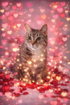 Weedle -  Domestic Short Hair Cat for Adoption in Wheaton, Illinois - Weedle | PetCurious