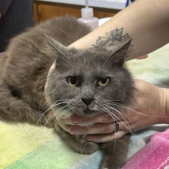Domestic Medium Hair Cats Available for Adoption - MS BUTTERS | PetCurious