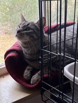 Domestic Short Hair Cats Available for Adoption - Arlo | PetCurious