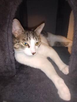 Pandora -  Tabby Cat for Adoption - Pandora | PetCurious