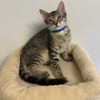 Willie -  Domestic Medium Hair Cat for Adoption in Webster, Texas - Willie | PetCurious