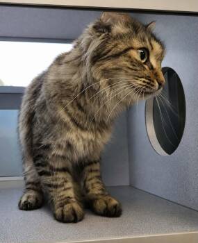 Ellie -  Domestic Medium Hair Cat for Adoption in Canon City, Colorado - Ellie | PetCurious