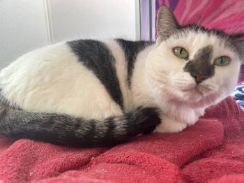 Sweet Pea -  Domestic Short Hair Cat Available for Adoption in Lansing, Michigan - Sweet Pea | PetCurious