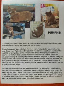 Domestic Short Hair Cats Available for Adoption in Billings, Montana - Pumpkin | PetCurious