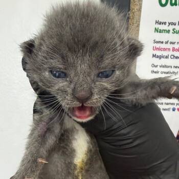 Blake -  Domestic Short Hair Cat for Adoption in Columbiana, Alabama - Blake | PetCurious