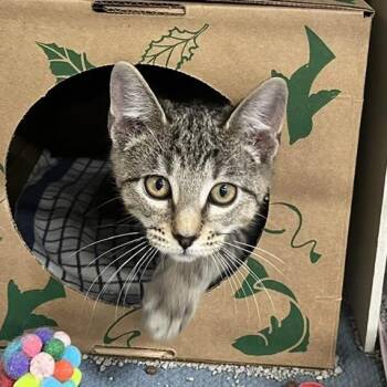 Neon [red] -  Domestic Short Hair Cat for Adoption in Baltimore, Maryland - Neon [red] | PetCurious