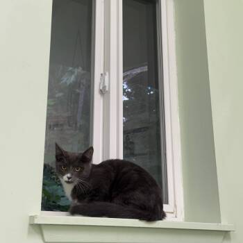 Ms.Honey -  Domestic Short Hair Cat for Adoption in Kent, Washington - Ms.Honey | PetCurious