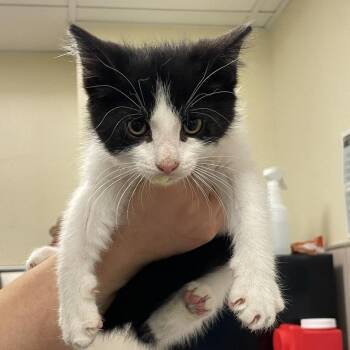 Cookie -  Domestic Short Hair Cat for Adoption in Chicago, Illinois - Cookie | PetCurious