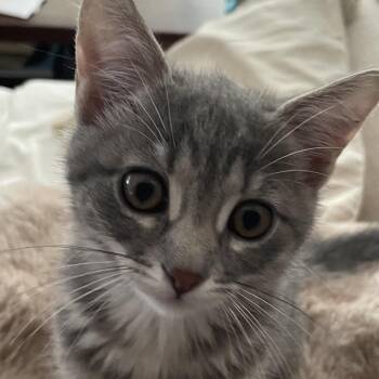 Sophia - Costa Mesa Location *Available 6/5* -  Domestic Medium Hair Cat Available for Adoption in Chino Hills, California - Sophia - Costa Mesa Location *Available 6/5* | PetCurious