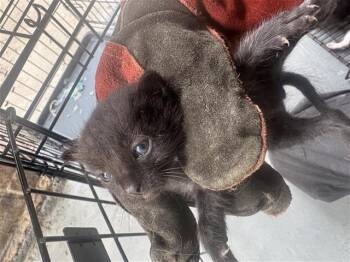 PESTO -  Domestic Short Hair Cat for Adoption in Houston, Texas - PESTO | PetCurious