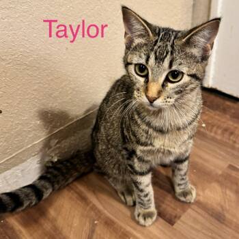 Rescue Domestic Short Hair Cats for Adoption in Denison, Texas - Taylor | PetCurious