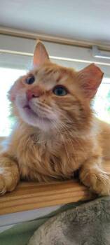 Colonel Mustard -  Domestic Long Hair Cat Available for Adoption in Pawtucket, Rhode Island - Colonel Mustard | PetCurious