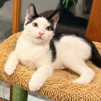 Rescue Domestic Short Hair Cats for Adoption in Los Angeles, California - Calyx | PetCurious