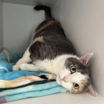 Domestic Short Hair Cats Available for Adoption - Nibbana | PetCurious