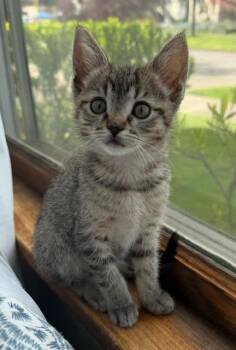 American Shorthair Cats Available for Adoption in Beaverton, Oregon - Betty | PetCurious