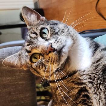 Little Man -  Domestic Short Hair Cat for Adoption in Portland, Oregon - Little Man | PetCurious