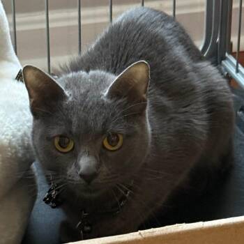 Domestic Short Hair Cats Available for Adoption in Fairfax Station, Virginia - Roxy | PetCurious