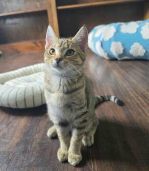 Pinecone -  Domestic Short Hair Cat for Adoption in Kinston, North Carolina - Pinecone | PetCurious