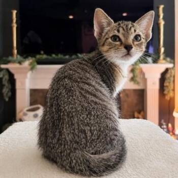 Rowan -  Domestic Short Hair Cat for Adoption in Liverpool, Texas - Rowan | PetCurious