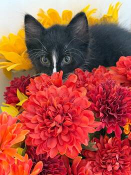 Lucky Badger -  Domestic Long Hair Cat for Adoption in Ogden, Utah - Lucky Badger | PetCurious
