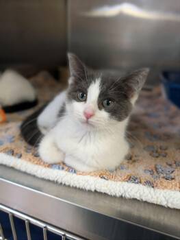 Glue Stick -  Domestic Short Hair Cat Available for Adoption in Chambersburg, Pennsylvania - Glue Stick | PetCurious