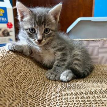 Slate C12166 -  Domestic Short Hair Cat for Adoption - Slate C12166 | PetCurious