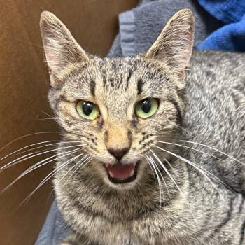 Darla -  Domestic Short Hair Cat for Adoption in Jacksonville, Arkansas - Darla | PetCurious