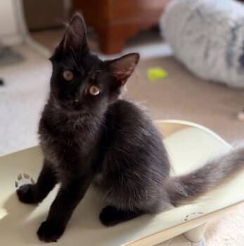 Ruthie -  Domestic Short Hair Cat for Adoption in Garner, North Carolina - Ruthie | PetCurious