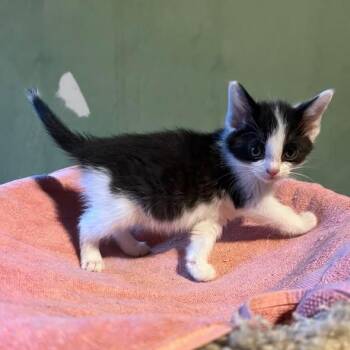 Aurora -  Tuxedo Cat Available for Adoption in Midland, Michigan - Aurora | PetCurious