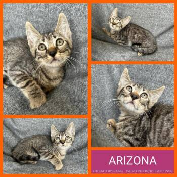 Domestic Short Hair Cats Available for Adoption in Corpus Christi, Texas - Arizona | PetCurious