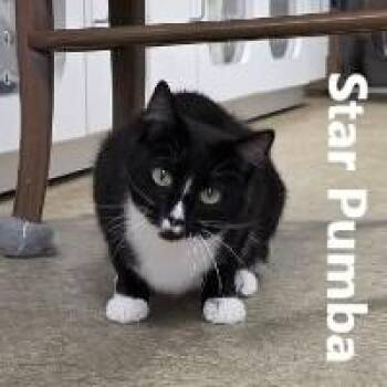 Rescue Domestic Short Hair Cats for Adoption in Olympia, Washington - Star Pumba | PetCurious
