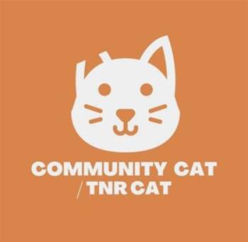 61546075 -  Domestic Medium Hair Cat for Adoption in El Paso, Texas - 61546075 | PetCurious