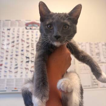 Haven -  Domestic Short Hair Cat for Adoption in Rifle, Colorado - Haven | PetCurious