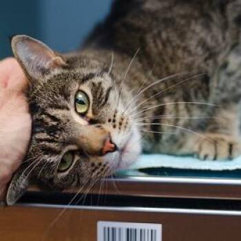 Bobo -  Domestic Short Hair Cat for Adoption in New York, New York - Bobo | PetCurious