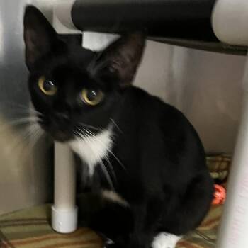 Olivia -  Domestic Short Hair Cat for Adoption in Grand Rapids, Michigan - Olivia | PetCurious