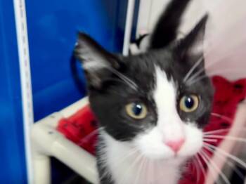 Domestic Short Hair Cats Available for Adoption in Powell, Ohio - Milkshake | PetCurious