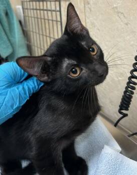 Rescue Domestic Short Hair Cats for Adoption in Honolulu, Hawaii - Luigi | PetCurious