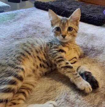 Chloe -  Domestic Short Hair Cat for Adoption in Hampton, Virginia - Chloe | PetCurious