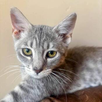 Ziggy -  Domestic Short Hair Cat for Adoption in Albuquerque, New Mexico - Ziggy | PetCurious